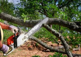 Best Tree Mulching  in East Douglas, MA